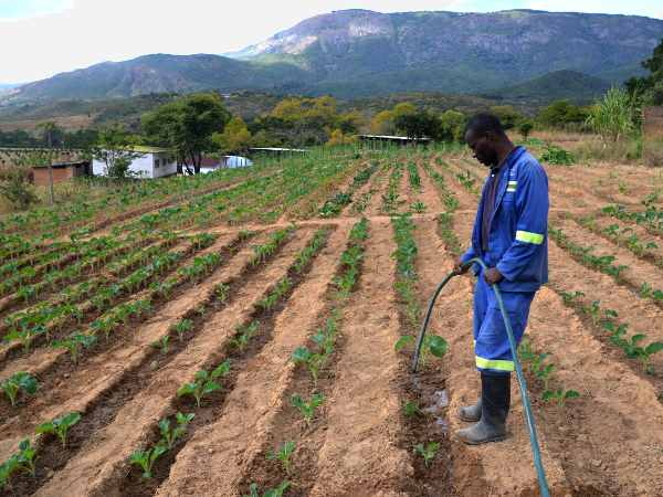 Landwirtschaft Projekt StartupAfrica: Bauer beim Bewässern