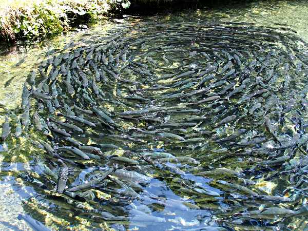 Geplantes Projekt Fischteich